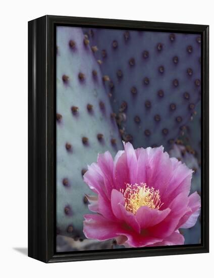 Flowering Beavertail Cactus, Arizona-Sonora Desert Museum, Arizona, USA-Jamie & Judy Wild-Framed Premier Image Canvas