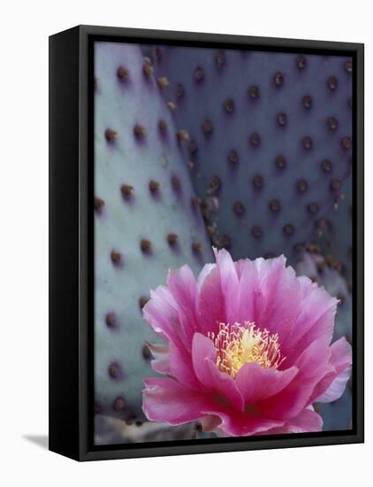 Flowering Beavertail Cactus, Arizona-Sonora Desert Museum, Arizona, USA-Jamie & Judy Wild-Framed Premier Image Canvas