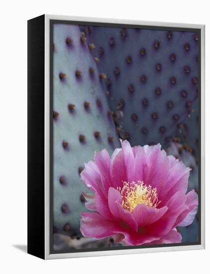 Flowering Beavertail Cactus, Arizona-Sonora Desert Museum, Arizona, USA-Jamie & Judy Wild-Framed Premier Image Canvas