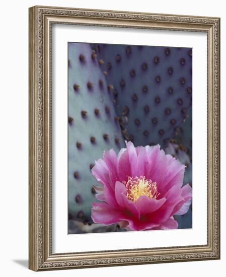 Flowering Beavertail Cactus, Arizona-Sonora Desert Museum, Arizona, USA-Jamie & Judy Wild-Framed Photographic Print