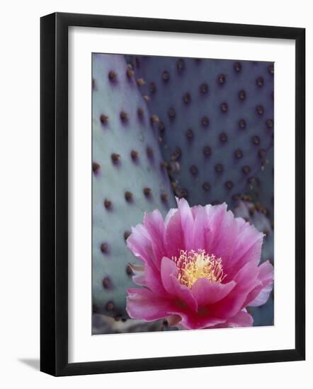 Flowering Beavertail Cactus, Arizona-Sonora Desert Museum, Arizona, USA-Jamie & Judy Wild-Framed Photographic Print