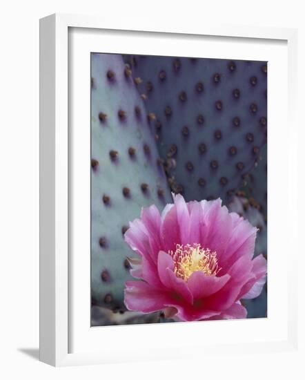 Flowering Beavertail Cactus, Arizona-Sonora Desert Museum, Arizona, USA-Jamie & Judy Wild-Framed Photographic Print