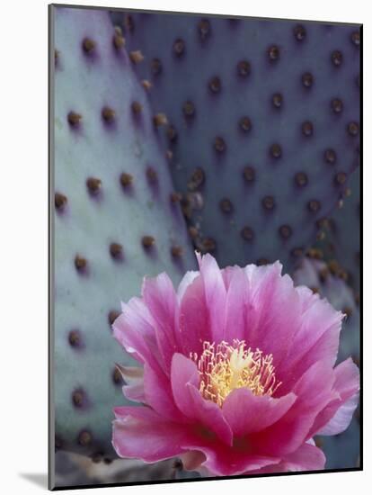 Flowering Beavertail Cactus, Arizona-Sonora Desert Museum, Arizona, USA-Jamie & Judy Wild-Mounted Photographic Print