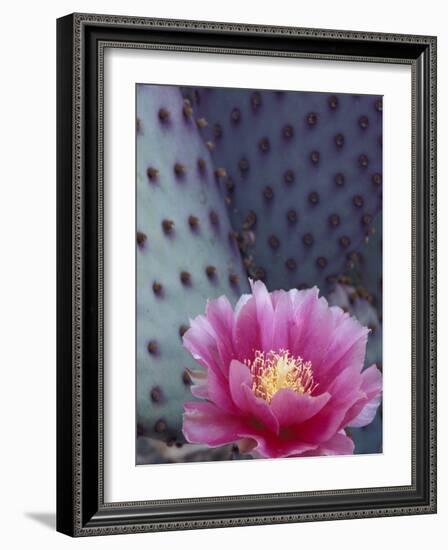 Flowering Beavertail Cactus, Arizona-Sonora Desert Museum, Arizona, USA-Jamie & Judy Wild-Framed Photographic Print