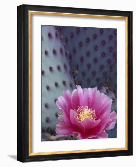 Flowering Beavertail Cactus, Arizona-Sonora Desert Museum, Arizona, USA-Jamie & Judy Wild-Framed Photographic Print