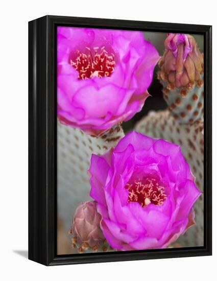 Flowering Beavertail Cactus, Joshua Tree National Park, California, Usa-Jamie & Judy Wild-Framed Premier Image Canvas