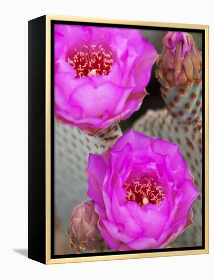 Flowering Beavertail Cactus, Joshua Tree National Park, California, Usa-Jamie & Judy Wild-Framed Premier Image Canvas