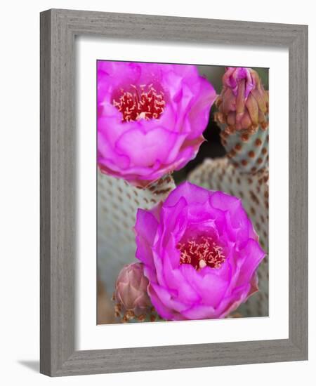 Flowering Beavertail Cactus, Joshua Tree National Park, California, Usa-Jamie & Judy Wild-Framed Photographic Print