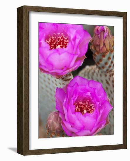 Flowering Beavertail Cactus, Joshua Tree National Park, California, Usa-Jamie & Judy Wild-Framed Photographic Print