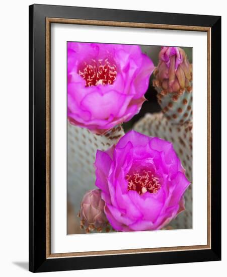 Flowering Beavertail Cactus, Joshua Tree National Park, California, Usa-Jamie & Judy Wild-Framed Photographic Print