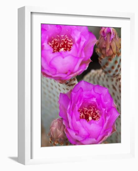 Flowering Beavertail Cactus, Joshua Tree National Park, California, Usa-Jamie & Judy Wild-Framed Photographic Print