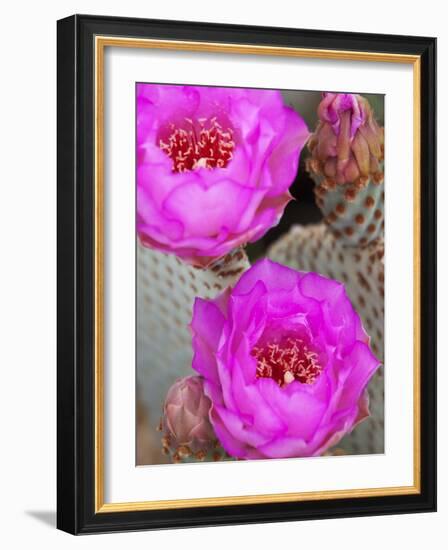 Flowering Beavertail Cactus, Joshua Tree National Park, California, Usa-Jamie & Judy Wild-Framed Photographic Print