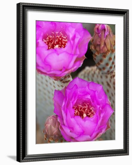 Flowering Beavertail Cactus, Joshua Tree National Park, California, Usa-Jamie & Judy Wild-Framed Photographic Print