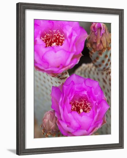 Flowering Beavertail Cactus, Joshua Tree National Park, California, Usa-Jamie & Judy Wild-Framed Photographic Print