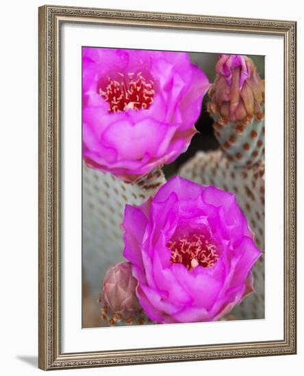 Flowering Beavertail Cactus, Joshua Tree National Park, California, Usa-Jamie & Judy Wild-Framed Photographic Print