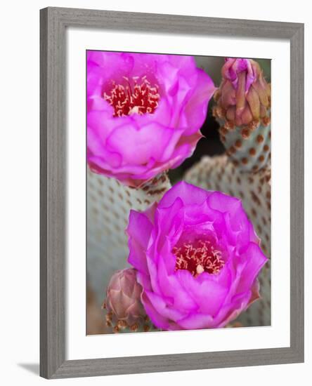 Flowering Beavertail Cactus, Joshua Tree National Park, California, Usa-Jamie & Judy Wild-Framed Photographic Print