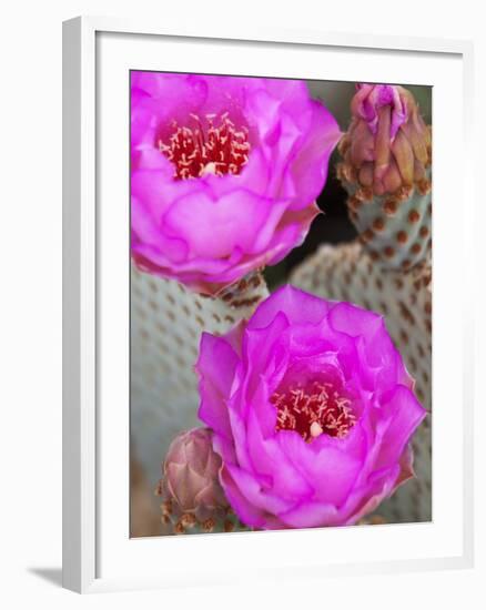 Flowering Beavertail Cactus, Joshua Tree National Park, California, Usa-Jamie & Judy Wild-Framed Photographic Print