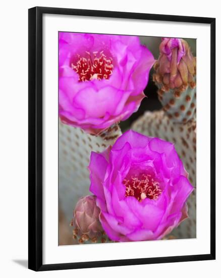 Flowering Beavertail Cactus, Joshua Tree National Park, California, Usa-Jamie & Judy Wild-Framed Photographic Print