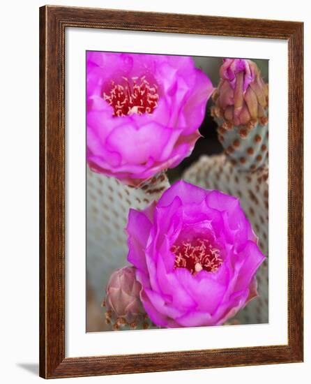 Flowering Beavertail Cactus, Joshua Tree National Park, California, Usa-Jamie & Judy Wild-Framed Photographic Print