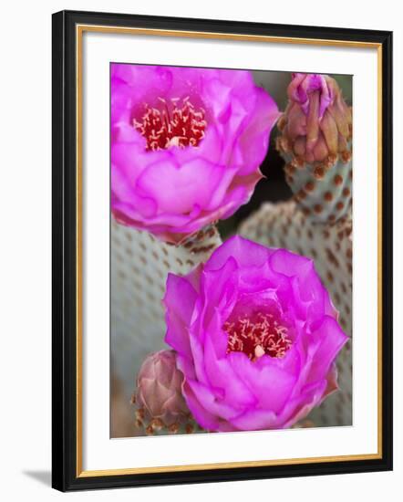 Flowering Beavertail Cactus, Joshua Tree National Park, California, Usa-Jamie & Judy Wild-Framed Photographic Print