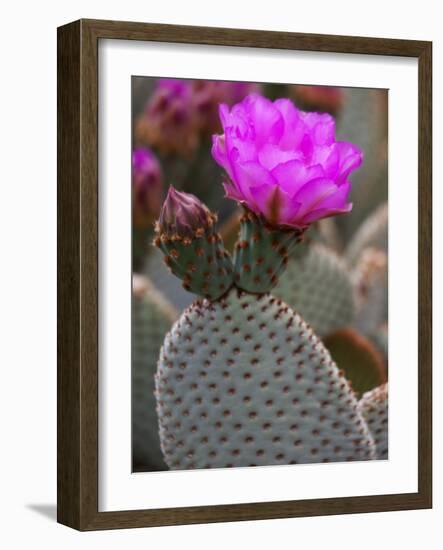 Flowering Beavertail Cactus, Joshua Tree National Park, California, Usa-Jamie & Judy Wild-Framed Photographic Print