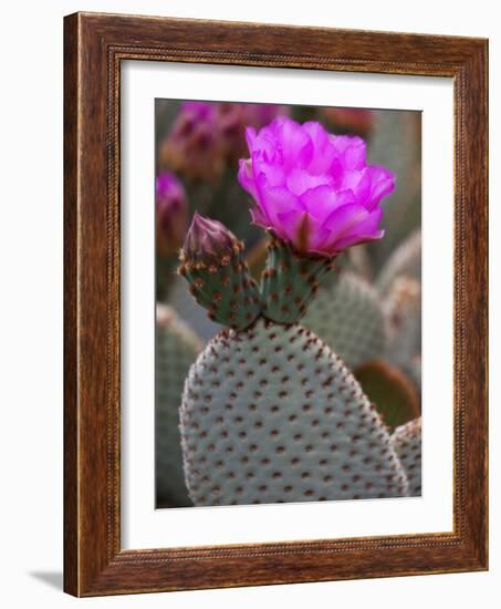 Flowering Beavertail Cactus, Joshua Tree National Park, California, Usa-Jamie & Judy Wild-Framed Photographic Print