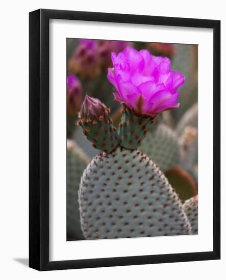 Flowering Beavertail Cactus, Joshua Tree National Park, California, Usa-Jamie & Judy Wild-Framed Photographic Print