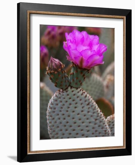 Flowering Beavertail Cactus, Joshua Tree National Park, California, Usa-Jamie & Judy Wild-Framed Photographic Print