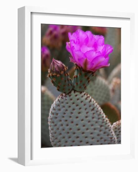 Flowering Beavertail Cactus, Joshua Tree National Park, California, Usa-Jamie & Judy Wild-Framed Photographic Print