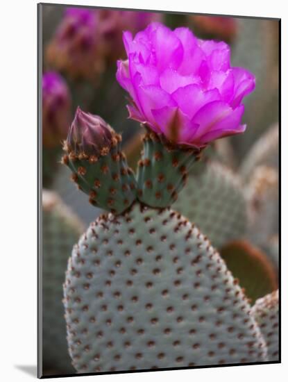 Flowering Beavertail Cactus, Joshua Tree National Park, California, Usa-Jamie & Judy Wild-Mounted Photographic Print