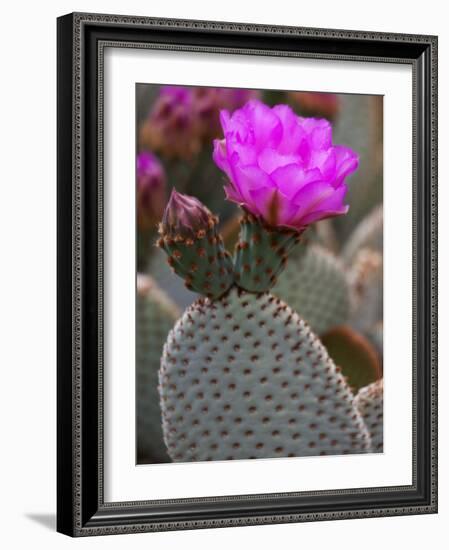 Flowering Beavertail Cactus, Joshua Tree National Park, California, Usa-Jamie & Judy Wild-Framed Photographic Print