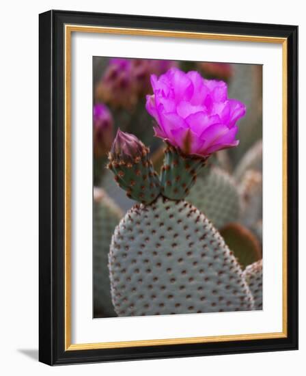 Flowering Beavertail Cactus, Joshua Tree National Park, California, Usa-Jamie & Judy Wild-Framed Photographic Print