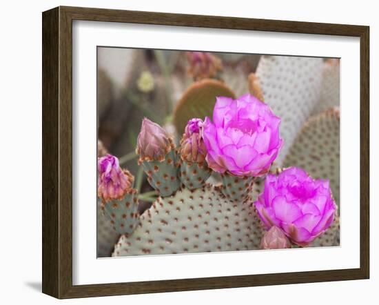 Flowering Beavertail Cactus, Joshua Tree National Park, California, Usa-Jamie & Judy Wild-Framed Photographic Print