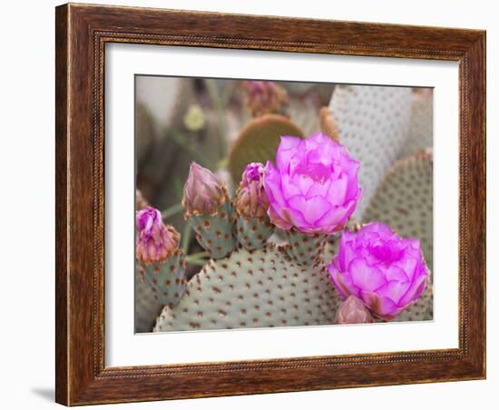 Flowering Beavertail Cactus, Joshua Tree National Park, California, Usa-Jamie & Judy Wild-Framed Photographic Print