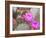 Flowering Beavertail Cactus, Joshua Tree National Park, California, Usa-Jamie & Judy Wild-Framed Photographic Print