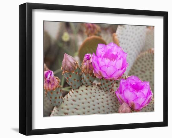 Flowering Beavertail Cactus, Joshua Tree National Park, California, Usa-Jamie & Judy Wild-Framed Photographic Print