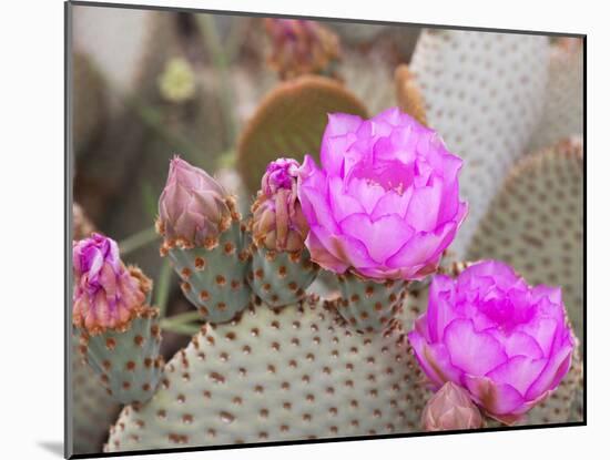 Flowering Beavertail Cactus, Joshua Tree National Park, California, Usa-Jamie & Judy Wild-Mounted Photographic Print