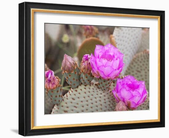 Flowering Beavertail Cactus, Joshua Tree National Park, California, Usa-Jamie & Judy Wild-Framed Photographic Print