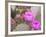 Flowering Beavertail Cactus, Joshua Tree National Park, California, Usa-Jamie & Judy Wild-Framed Photographic Print