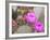 Flowering Beavertail Cactus, Joshua Tree National Park, California, Usa-Jamie & Judy Wild-Framed Photographic Print