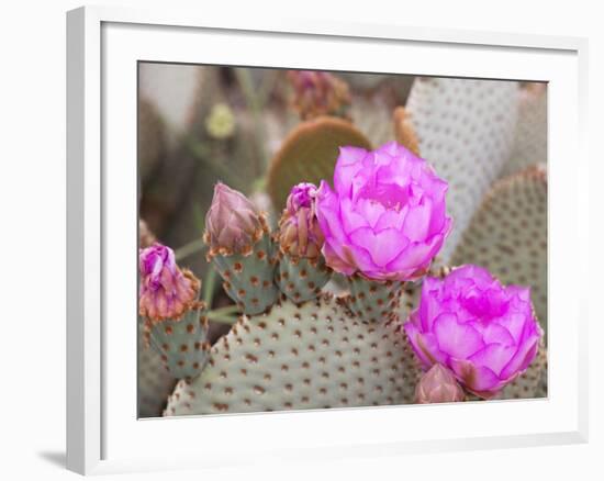 Flowering Beavertail Cactus, Joshua Tree National Park, California, Usa-Jamie & Judy Wild-Framed Photographic Print