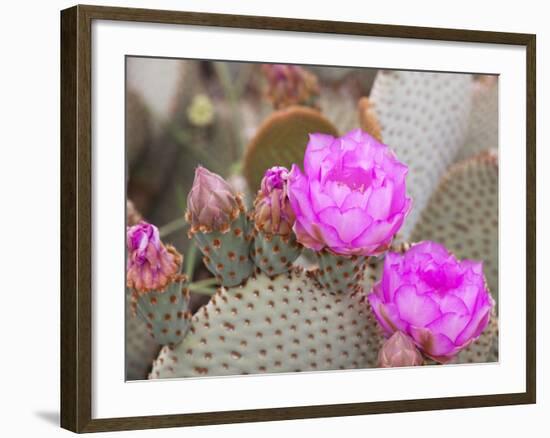 Flowering Beavertail Cactus, Joshua Tree National Park, California, Usa-Jamie & Judy Wild-Framed Photographic Print