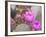 Flowering Beavertail Cactus, Joshua Tree National Park, California, Usa-Jamie & Judy Wild-Framed Photographic Print