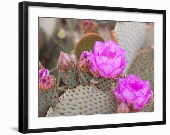 Flowering Beavertail Cactus, Joshua Tree National Park, California, Usa-Jamie & Judy Wild-Framed Photographic Print