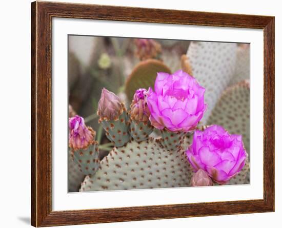 Flowering Beavertail Cactus, Joshua Tree National Park, California, Usa-Jamie & Judy Wild-Framed Photographic Print