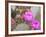 Flowering Beavertail Cactus, Joshua Tree National Park, California, Usa-Jamie & Judy Wild-Framed Photographic Print