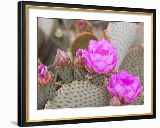 Flowering Beavertail Cactus, Joshua Tree National Park, California, Usa-Jamie & Judy Wild-Framed Photographic Print