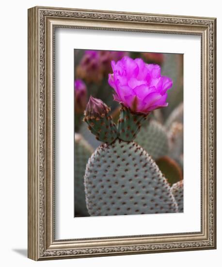 Flowering Beavertail Cactus, Joshua Tree National Park, California, Usa-Jamie & Judy Wild-Framed Photographic Print