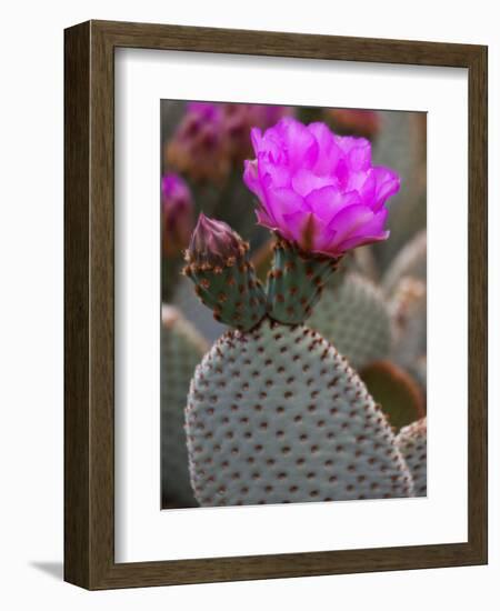 Flowering Beavertail Cactus, Joshua Tree National Park, California, Usa-Jamie & Judy Wild-Framed Photographic Print