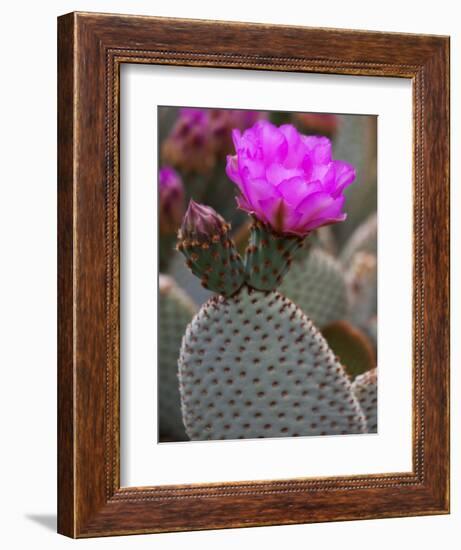 Flowering Beavertail Cactus, Joshua Tree National Park, California, Usa-Jamie & Judy Wild-Framed Photographic Print